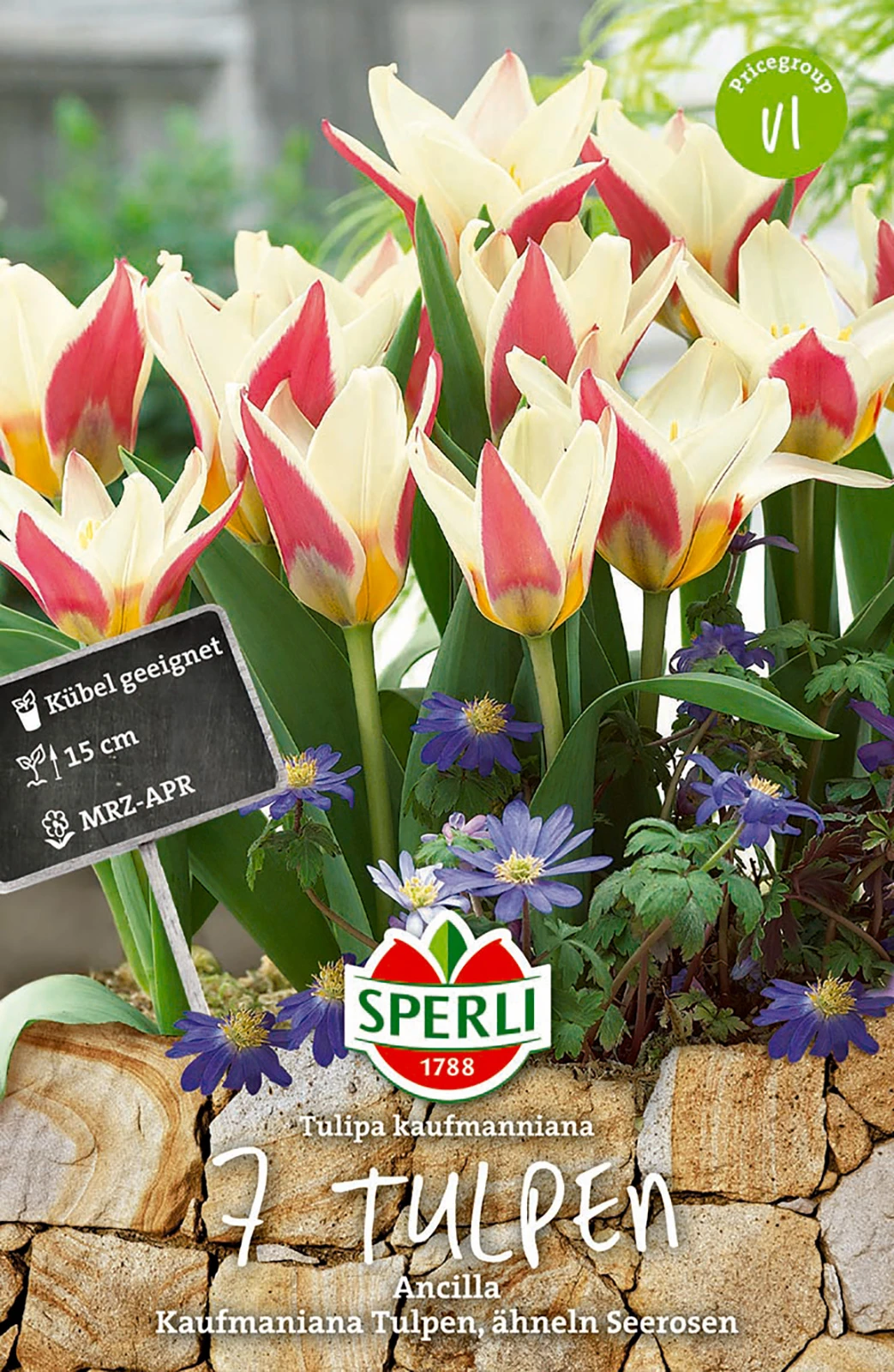 Tulpe Ancilla (7 Stück) | Kaufmanniana-Tulpen Von Sperli 3 Tulpe Ancilla (7 Stück) | Kaufmanniana-Tulpen Von Sperli