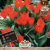 Wildtulpe Fuselier (7 Stück) | Wildtulpe Von Sperli 1 Wildtulpe Fuselier (7 Stück) | Wildtulpe Von Sperli -Elho Compo Geschaft 549453 Wildtulpe Fuselier 7 Stueck 455922 0