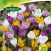 Großblumige Krokusse Prachtmischung (20 Stück) | Krokuszwiebeln Von Quedlinburger -Elho Compo Geschaft 549507 Grossblumige Krokusse Prachtmischung 30 Stueck 308391 qb 0