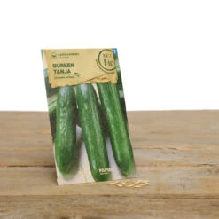 Gewächshaus Set Albert Pflanzfein | BIO Gemüsesamen-Sets Von Samen Maier -Elho Compo Geschaft 550509 BIO Gewaechshaus Set Albert Pflanzfein A08 sm 4