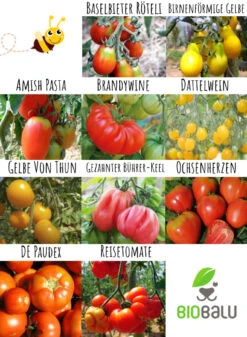 Tomatensamen 10 Alte Sorten Set | BIO Gemüsesamen-Sets Von Biobalu 10 Tomatensamen 10 Alte Sorten Set | BIO Gemüsesamen-Sets Von Biobalu -Elho Compo Geschaft 550612 BIO Tomatensamen 10 Alte Sorten Set BB1006 3