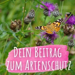 Bienenweide Mit Wildgräsern (Naturwiese) | Bienenwiese Von Biobalu -Elho Compo Geschaft 550629 Bienenweide mit Wildgraesern Naturwiese BB1016 4