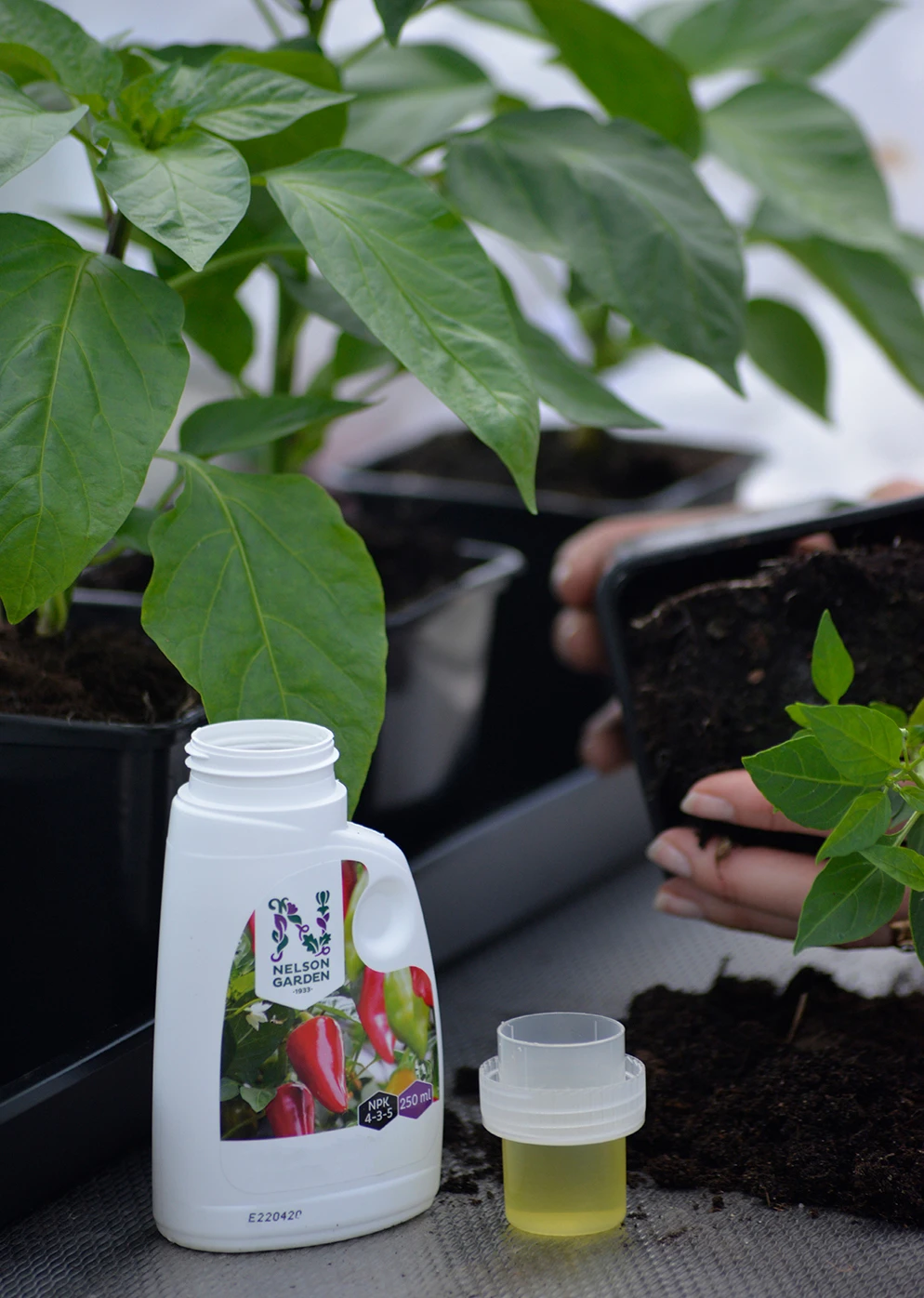 Chilidünger (250 Ml) | Dünger Von Nelson Garden 3 Chilidünger (250 Ml) | Dünger Von Nelson Garden – Bild 2