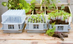 Minigewächshaus Anzuchtbox | Zimmergewächshaus Von Nelson Garden