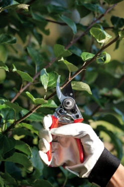 Gartenschere (17 Cm) | Scheren Von Nelson Garden -Elho Compo Geschaft 552155 Gartenschere 17 cm 5395 ng 1