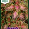 Buntnessel Wizard Coral Sunrise | Thymiansamen Von Nelson Garden -Elho Compo Geschaft 552241 Jamaika Thymian Wizard Coral Sunrise 94261A ng 0