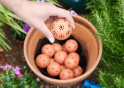 Kugeln Zur Wasserspeicherung (16 Stück) | Bewässerungskugeln Von Clever Pots 9 Kugeln Zur Wasserspeicherung (16 Stück) | Bewässerungskugeln Von Clever Pots -Elho Compo Geschaft 553496 Kugeln zum Speichern von Wasser 16 Stueck 445498 kp 5