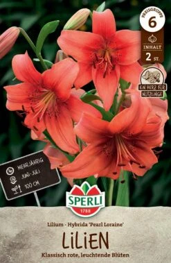 Lilie Pearl Loraine (2 Stück) | Lilienzwiebeln Von Sperli
