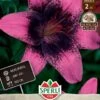 Lilie Purple Dream (2 Stück) | Lilienzwiebeln Von Sperli -Elho Compo Geschaft 554099 Lilie Purple Dream 2 Stueck 467741 0