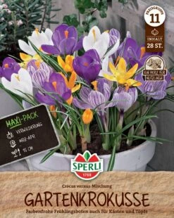 Gartenkrokus Mix (28 Stück) | Krokuszwiebeln Von Sperli