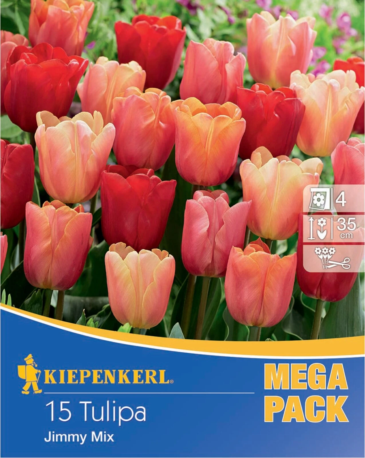 Mega-Pack Triumph-Tulpen Jimmy Mix (15 Stück) | Tulpenzwiebeln Von Kiepenkerl 4 Mega-Pack Triumph-Tulpen Jimmy Mix (15 Stück) | Tulpenzwiebeln Von Kiepenkerl – Bild 2