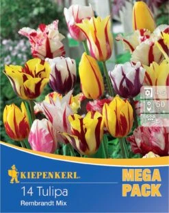 Mega-Pack Rembrandt-Tulpen Mischung (14 Stück) | Tulpenzwiebeln Von Kiepenkerl