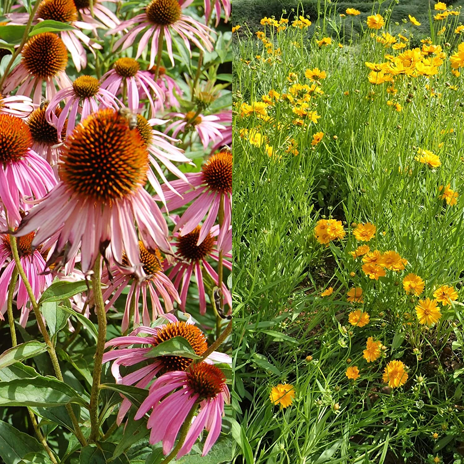 Stauden Bienenweide | BIO Bienenwiese Von Biobalu 8 Stauden Bienenweide | BIO Bienenwiese Von Biobalu – Bild 6
