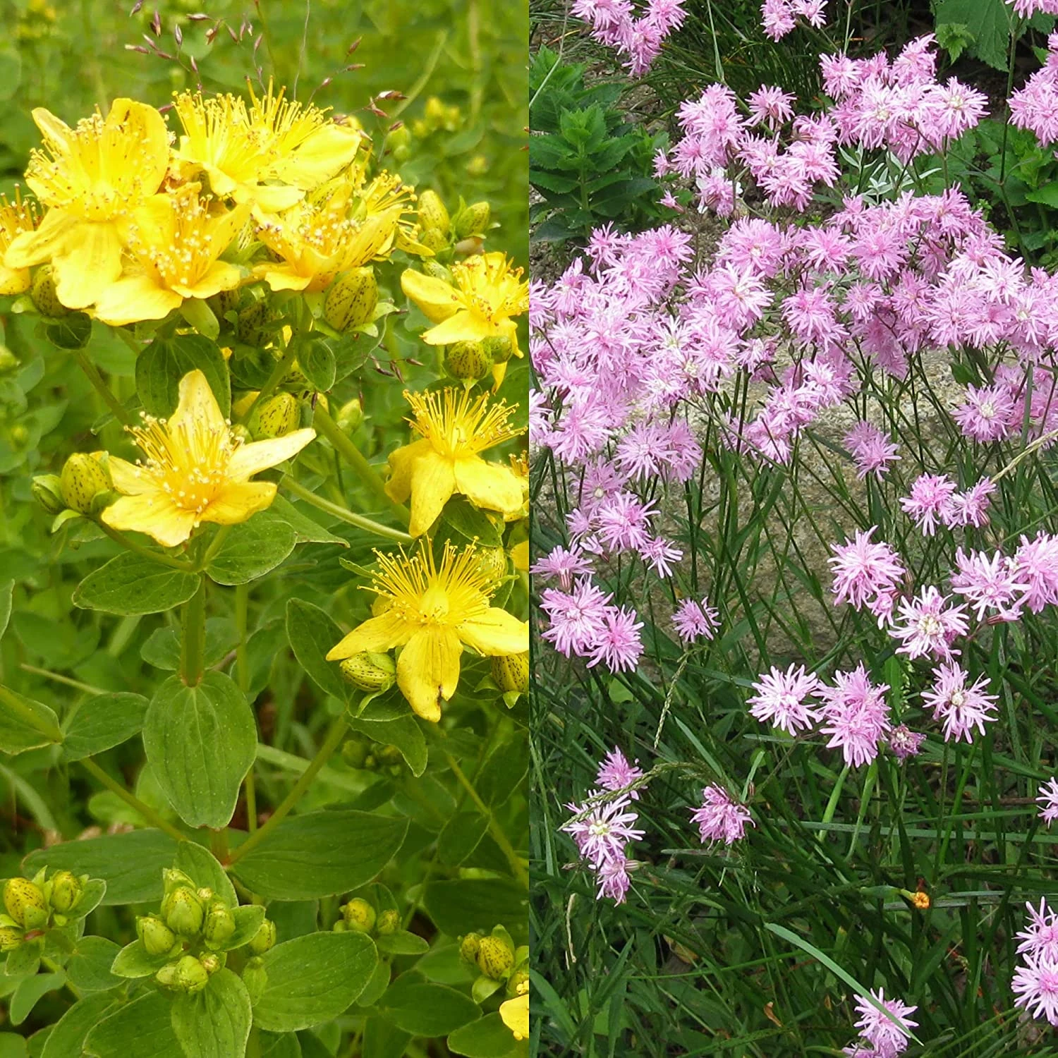 Stauden Bienenweide | BIO Bienenwiese Von Biobalu 3 Stauden Bienenweide | BIO Bienenwiese Von Biobalu