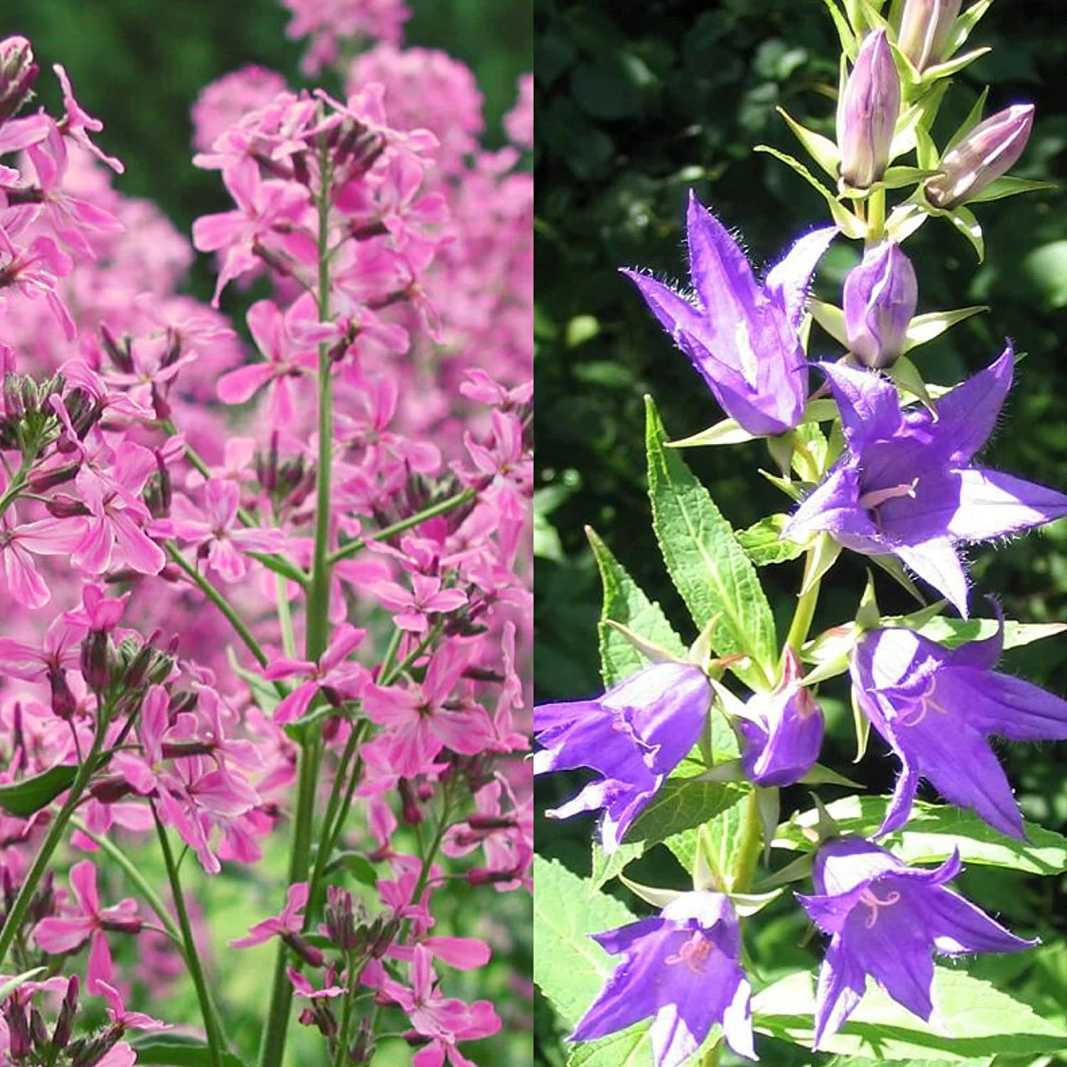 Stauden Bienenweide | BIO Bienenwiese Von Biobalu 4 Stauden Bienenweide | BIO Bienenwiese Von Biobalu – Bild 2