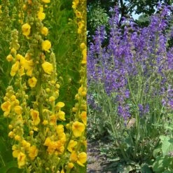 Stauden Bienenweide | BIO Bienenwiese Von Biobalu 12 Stauden Bienenweide | BIO Bienenwiese Von Biobalu -Elho Compo Geschaft 554548 BIO Stauden Bienenweide BB1023 6