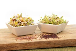 Keimsprossen Set Gesund (4 Sorten) | BIO Keimsprossen Sets Von FLORTUS 10 Keimsprossen Set Gesund (4 Sorten) | BIO Keimsprossen Sets Von FLORTUS -Elho Compo Geschaft 554614 BIO Keimsprossen Set Gesund 4 Sorten 2000 0736 4 1