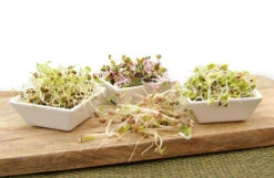 Keimsprossen Set Einsteiger (7 Sorten) | BIO Keimsprossen Sets Von FLORTUS -Elho Compo Geschaft 554617 BIO Keimsprossen Set Einsteiger 7 Sorten 2000 0733 4