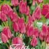 Tulpe Toronto (20 Stück) | Tulpenzwiebeln Von Sam Van Schooten -Elho Compo Geschaft 555225 Tulpe Toronto 20 Stueck 10240 bl 0