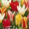 Tulpe Botanical Mix (20 Stück) | Tulpenzwiebeln Von Sam Van Schooten -Elho Compo Geschaft 555226 Tulpe Botanical Mix 20 Stueck 10245 bl 0