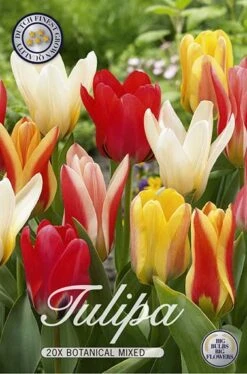 Tulpe Botanical Mix (20 Stück) | Tulpenzwiebeln Von Sam Van Schooten
