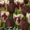 Tulpe Graaf Floris (20 Stück) | Tulpenzwiebeln Von Sam Van Schooten -Elho Compo Geschaft 555236 Tulpe Graaf Floris 20 Stueck 10267 bl 0