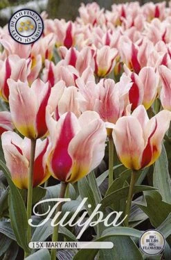 Tulpe Mary Ann (15 Stück) | Tulpenzwiebeln Von Sam Van Schooten