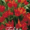 Tulpe Praestans Zwanenburg (25 Stück) | Tulpenzwiebeln Von Sam Van Schooten 1 Tulpe Praestans Zwanenburg (25 Stück) | Tulpenzwiebeln Von Sam Van Schooten -Elho Compo Geschaft 555244 Tulpe Praestans Zwanenburg 25 Stueck 10288 bl 0