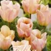 Tulpe Apricot Foxx (20 Stück) | Tulpenzwiebeln Von Sam Van Schooten -Elho Compo Geschaft 555247 Tulpe Apricot Foxx 20 Stueck 10292 bl 0