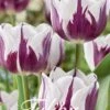 Tulpe Flaming Flag (20 Stück) | Tulpenzwiebeln Von Sam Van Schooten -Elho Compo Geschaft 555251 Tulpe Flaming Flag 20 Stueck 10307 bl 0