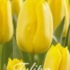 Tulpe Strong Gold (20 Stück) | Tulpenzwiebeln Von Sam Van Schooten -Elho Compo Geschaft 555252 Tulpe Strong Gold 20 Stueck 10310 bl 0