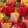 Tulpe Orange King (20 Stück) | Tulpenzwiebeln Von Sam Van Schooten -Elho Compo Geschaft 555253 Tulpe Orange King 20 Stueck 10312 bl 0