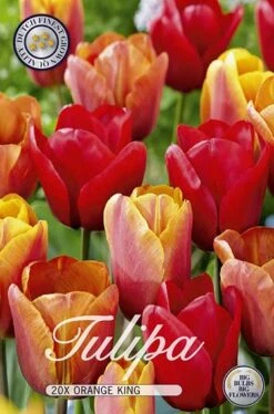 Tulpe Orange King (20 Stück) | Tulpenzwiebeln Von Sam Van Schooten