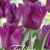 Tulpe Passionale (20 Stück) | Tulpenzwiebeln Von Sam Van Schooten