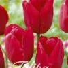 Tulpe Red Impression (20 Stück) | Tulpenzwiebeln Von Sam Van Schooten -Elho Compo Geschaft 555257 Tulpe Red Impression 20 Stueck 10330 bl 0