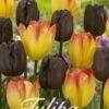 Tulpe Spring Sunset (15 Stück) | Tulpenzwiebeln Von Sam Van Schooten -Elho Compo Geschaft 555260 Tulpe Spring Sunset 15 Stueck 10342 bl 0