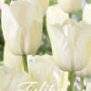 Tulpe White Dream (20 Stück) | Tulpenzwiebeln Von Sam Van Schooten -Elho Compo Geschaft 555262 Tulpe White Dream 20 Stueck 10345 bl 0