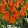 Tulpe Orange Toronto (20 Stück) | Tulpenzwiebeln Von Sam Van Schooten -Elho Compo Geschaft 555271 Tulpe Orange Toronto 20 Stueck 10364 bl 0