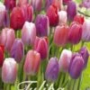 Tulpe Garden Pride (20 Stück) | Tulpenzwiebeln Von Sam Van Schooten -Elho Compo Geschaft 555277 Tulpe Garden Pride 20 Stueck 10381 bl 0