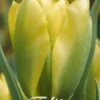 Tulpe Formosa (7 Stück) | Tulpenzwiebeln Von Sam Van Schooten -Elho Compo Geschaft 555354 Tulpe Formosa 7 Stueck 80357 bl 0