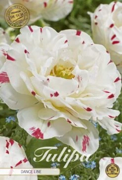 Tulpe Dance Line (7 Stück) | Tulpenzwiebeln Von Sam Van Schooten