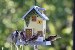 Vogelhaus Summer | Vogelhäuser Von Dobar -Elho Compo Geschaft 555835 Vogelhaus Summer 25119FSC dr 2