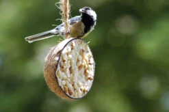 Kokosnüsse Variationen (10 Stück) | Vogelfutter Von Dobar -Elho Compo Geschaft 555836 Kokosnuesse Variationen 10 Stueck 24090e dr 2