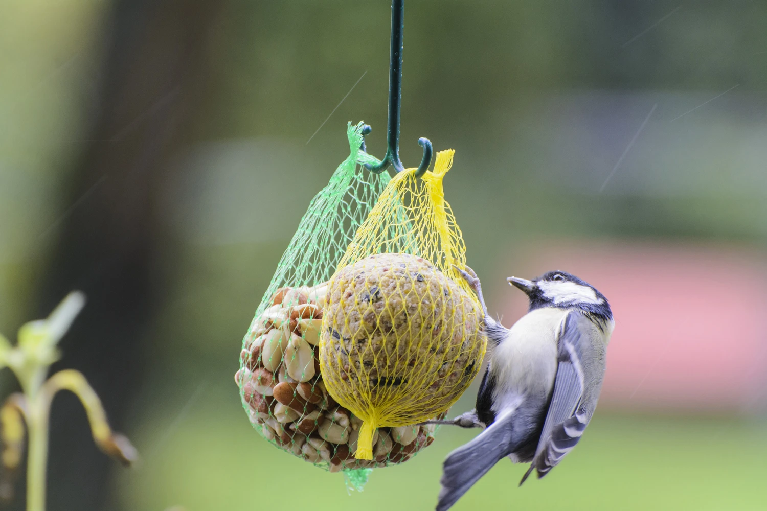 Futterglocke Erdnuss & Protein | Vogelfutter Von Dobar 4 Futterglocke Erdnuss & Protein | Vogelfutter Von Dobar – Bild 2