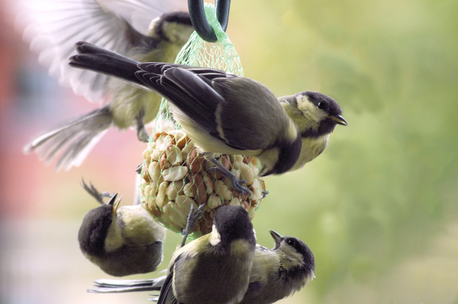 Futterglocke Erdnuss & Protein | Vogelfutter Von Dobar 7 Futterglocke Erdnuss & Protein | Vogelfutter Von Dobar – Bild 5