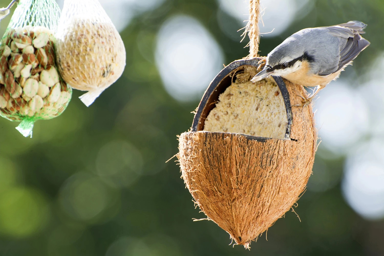 Futterglocke Erdnuss & Protein | Vogelfutter Von Dobar 10 Futterglocke Erdnuss & Protein | Vogelfutter Von Dobar – Bild 8