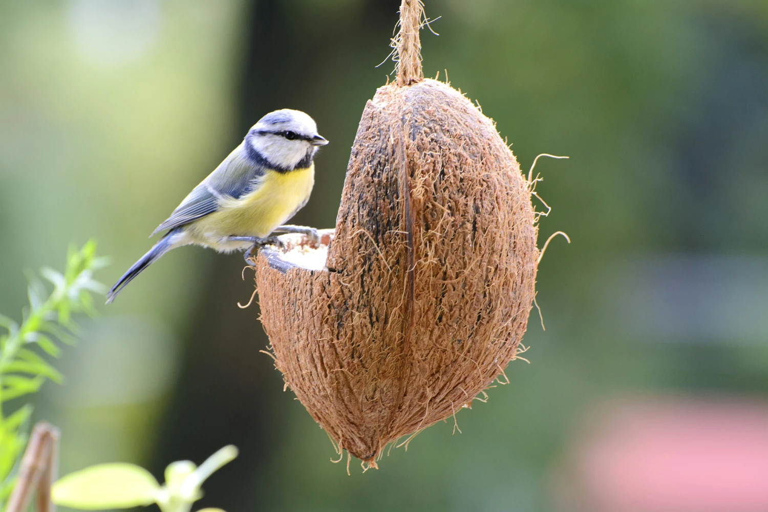 Futterglocke Erdnuss & Protein | Vogelfutter Von Dobar 8 Futterglocke Erdnuss & Protein | Vogelfutter Von Dobar – Bild 6