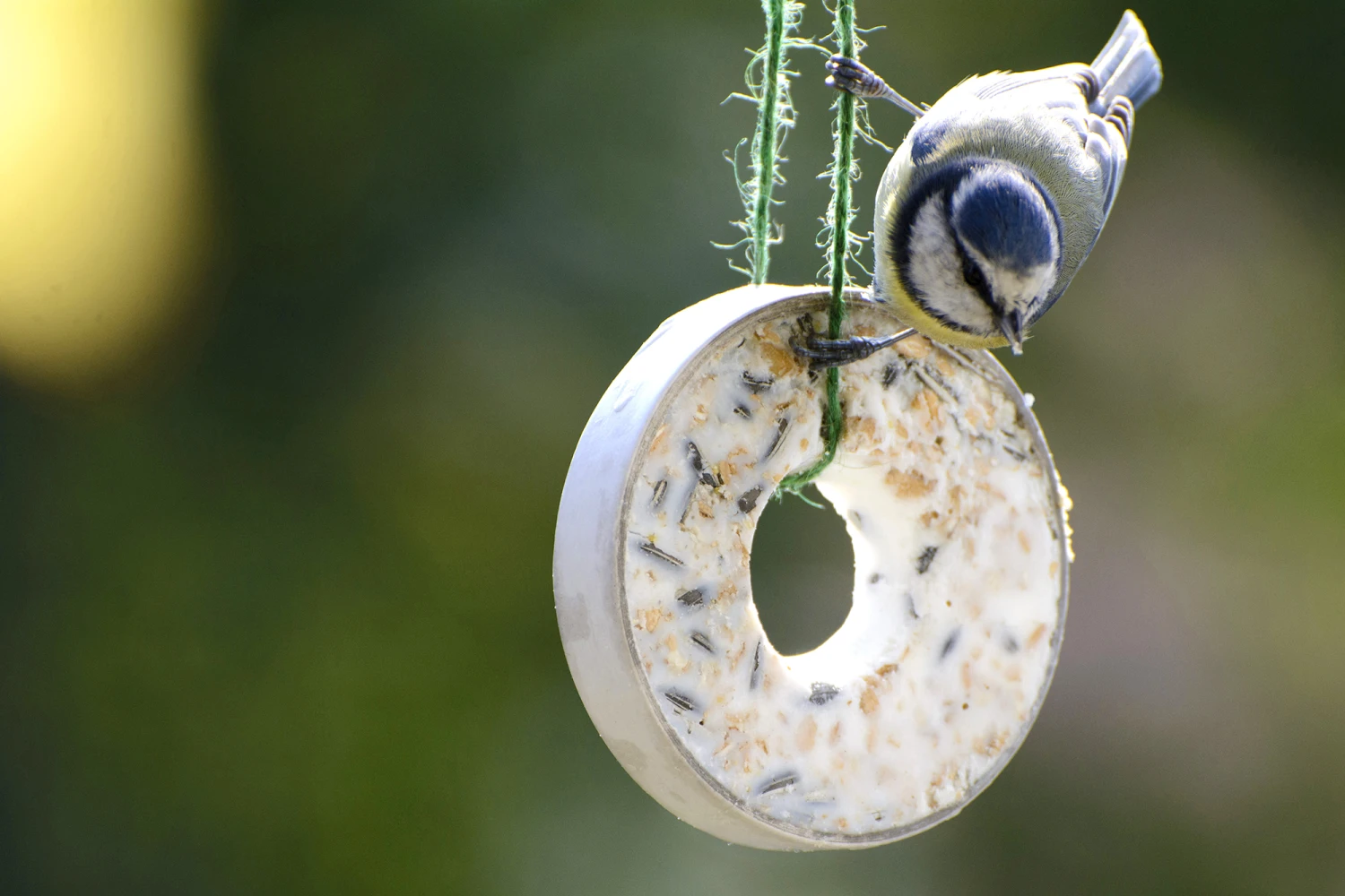 Futterglocke Erdnuss & Protein | Vogelfutter Von Dobar 5 Futterglocke Erdnuss & Protein | Vogelfutter Von Dobar – Bild 3