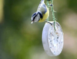 Futterglocke Erdnuss & Protein | Vogelfutter Von Dobar 13 Futterglocke Erdnuss & Protein | Vogelfutter Von Dobar -Elho Compo Geschaft 555837 Futterglocke Erdnuss und Protein 24100e dr 8