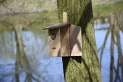 Beobachtungs Nistkasten Einblick | Vogelhäuser Von Dobar -Elho Compo Geschaft 555838 Beobachtungs Nistkasten Einblick 22415e dr 1